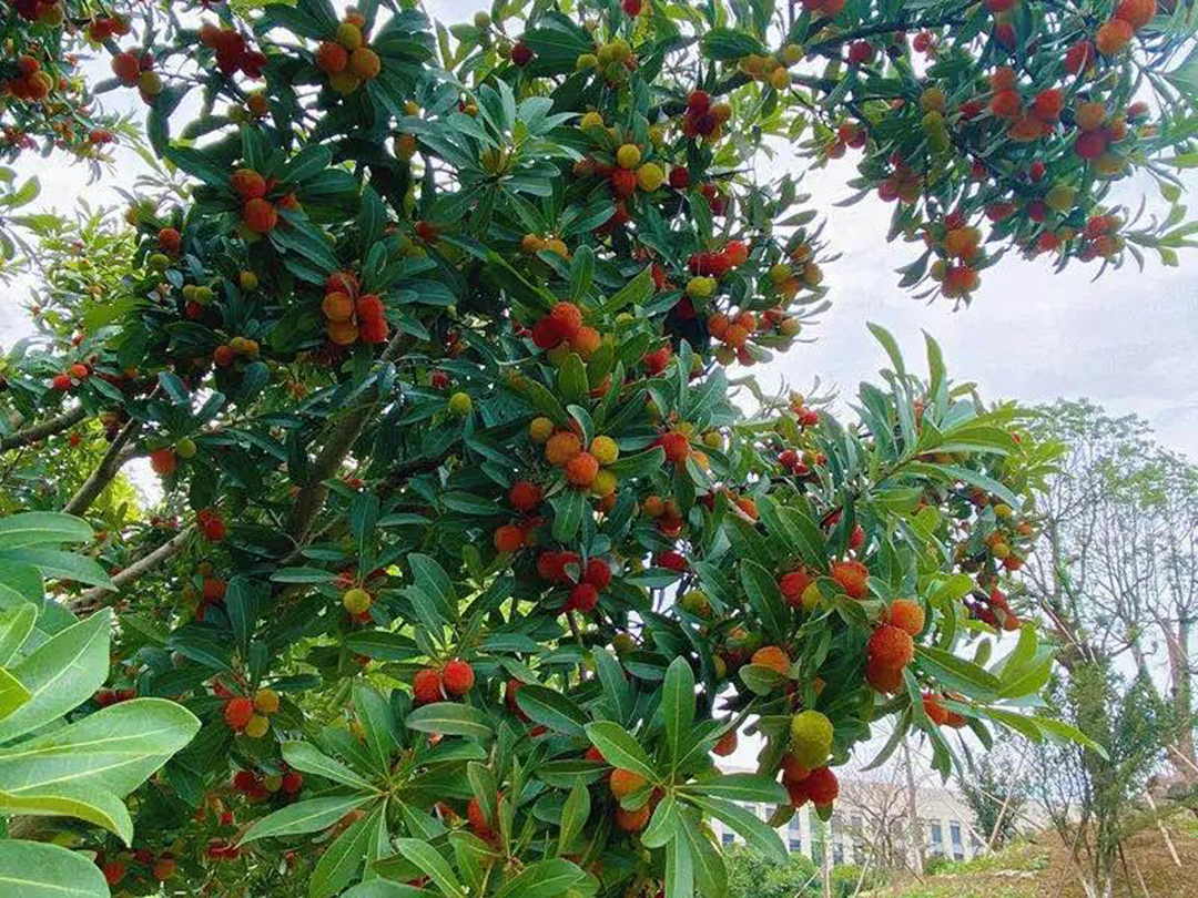 風(fēng)景這邊獨(dú)好！東大環(huán)境美景一覽，請(qǐng)查收